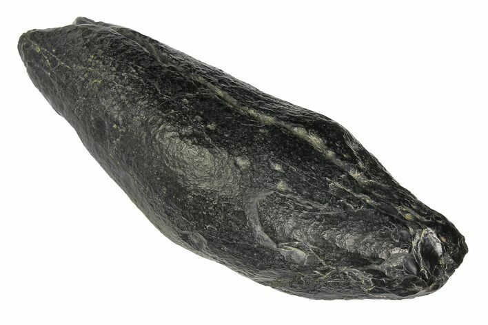 Fossil Sperm Whale (Scaldicetus) Tooth - South Carolina #176178